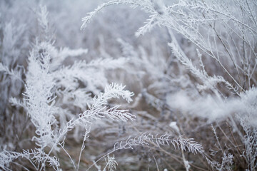 Frosty winter, Rime ice -  wildflower meadow landscape with frosty ice on plants. Delicate natural background.