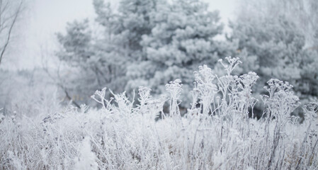 Frosty winter, Rime ice -  wildflower meadow landscape with frosty ice on plants.