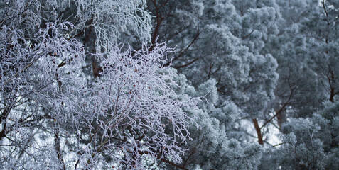 Frosty pine tree brunches  - winter white landscape with cristals of snow on the needles.