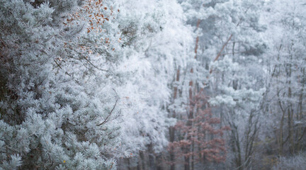 Frosty pine tree brunches  - winter white landscape with cristals of snow on the needles.