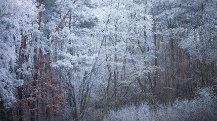 Frosty cold weather in nature -  pine and silver birch trees covered in icy frost , beauty in nature. Winter season.