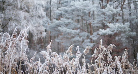 Frosty pine tree brunches  - winter white landscape with cristals of snow on the needles.