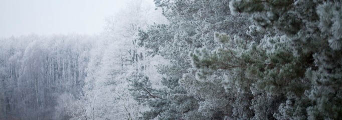 Frosty pine tree brunches  - winter white landscape with cristals of snow on the needles.