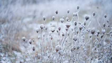 Rime ice -  winter meadow landscape with frosty ice on wild carrot plants.