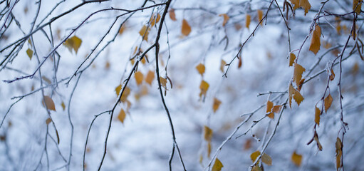 Silver birch tree covered in winter frost - yellow leaves contrasts with cold blue winter landscape...