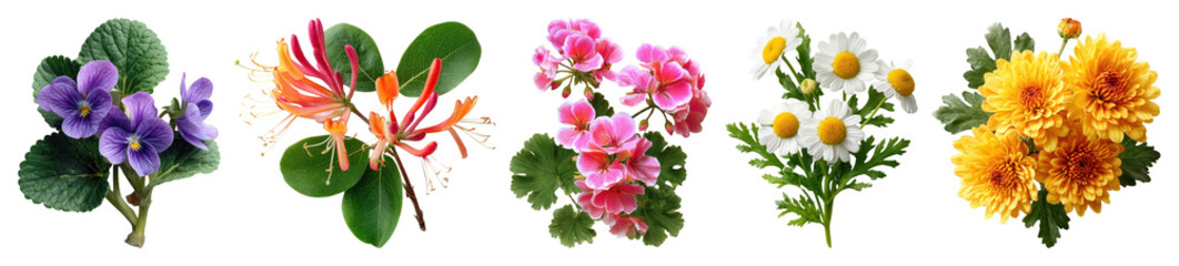 Obraz premium Colorful floral arrangement collection