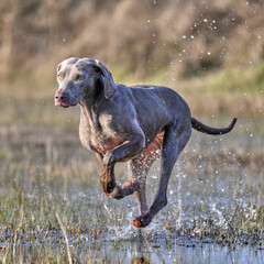shorthaired weimaraner running through water