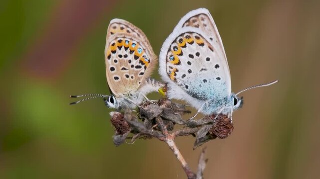 Silver-studded Blue Butterflies Mating
