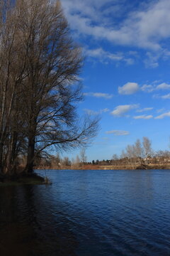 Peuplier au bord de la Loire