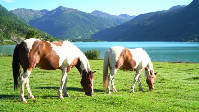 A static, panoramic wide video captures two majestic pinto horses, one brown and white, grazing on vibrant green grass with a blue lake and mountains in the background. Natural grandeur and serenity