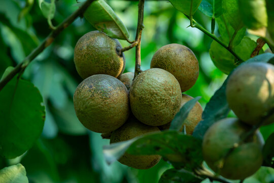 Anthracnose Fungal Disease on Lime Fruits in Orchard