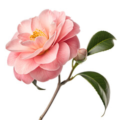 single camellia flower isolated on transparent background PNG