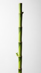 Fototapeta premium Segment of vibrant green bamboo stalk shows distinct nodes and fresh small sprouts