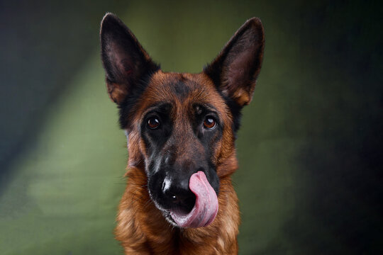 studio portrait of a german shepherd on a green background