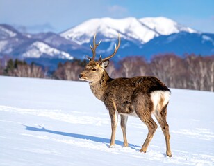Deer standing in snowy landscape mountains.
