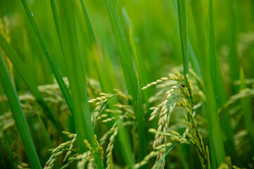 Naklejka premium Lush green rice fields with ripening grains in vietnam