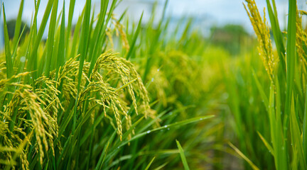 Naklejka premium Lush green rice field in vietnam with ripening grains under blue sky