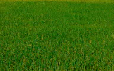 Fototapeta premium Lush green rice field in vietnam ready for harvesting
