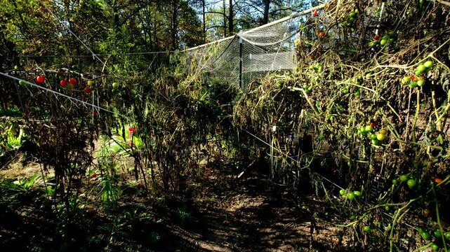 Withered cherry tomato still tangled to their round cage trellis and garden fence after first frost killed most plants
