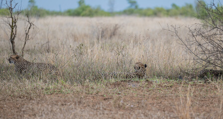 Gepard - Geparde im Busch vom Krüger National Park - Kruger Nationalpark Südafrika © Natascha