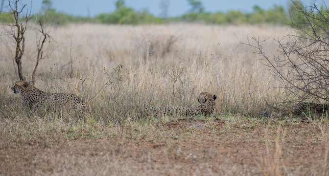 Gepard - Geparde im Busch vom Kr&uuml;ger National Park - Kruger Nationalpark S&uuml;dafrika
