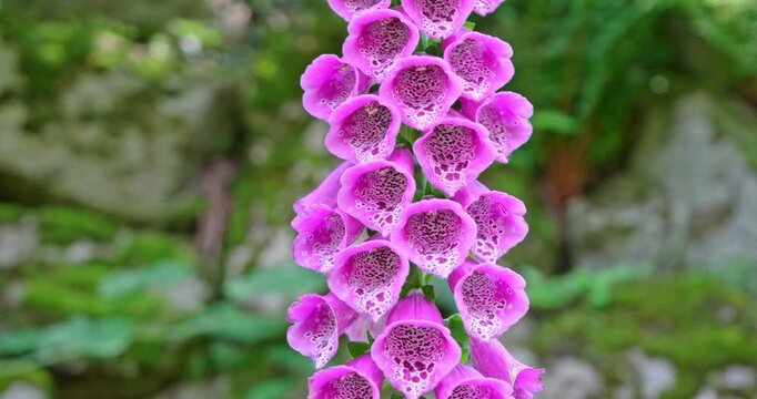  Digitalis purpurea of ​​the Dolomites.
