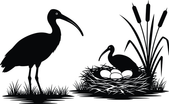 Black and white ibis birds nesting in marsh wetland with five eggs, cattails, grass, nature wildlife silhouette vector illustration art