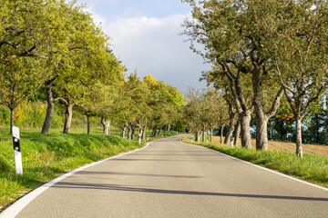 Obraz premium Apple trees along the street