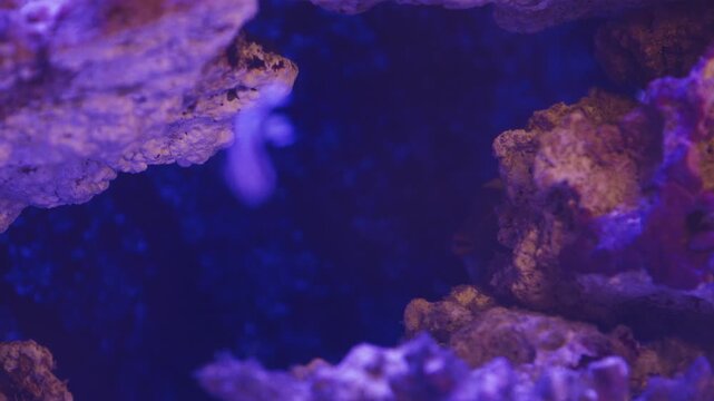 Watch as bright fish swim gracefully among stunning corals in a lively marine aquarium. Experience the beauty and harmony of ocean life right at home.