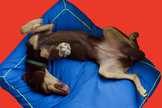 Funny dog taking a nap on its back with one paw extended towards the camera.