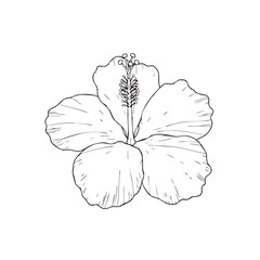 Fototapeta premium Detailed black and white line of a hibiscus flower with visible stamens and pistil line black and white