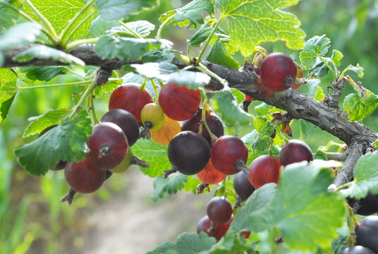 On the branch are ripe berries of yoshty
