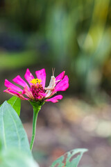 Obraz premium A grasshopper on a flower