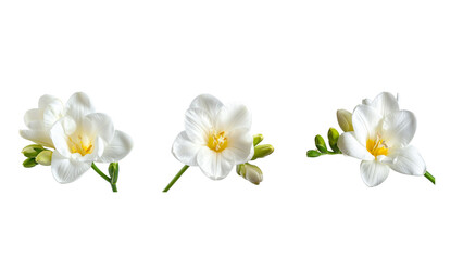 Fresh Freesia Flower Blossom, isolated on a transparent background&rdquo;