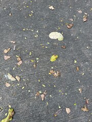 Fototapeta premium Top-down view of scattered dry leaves on asphalt ground, creating a natural urban texture with organic patterns and subtle color contrast.