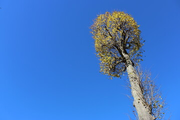 A tall tree with yellow leaves stands in front of a clear blue sky