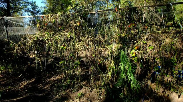 Withered cherry tomato vines next to adjacent chickens enclosure after first frost killed most plants