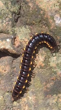close up of an exotic arthropod yellow spotted on a damp mossy stone in tropical forest habitat