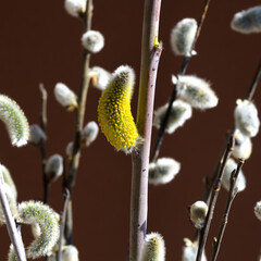 Spring blooms of willow with soft catkins.