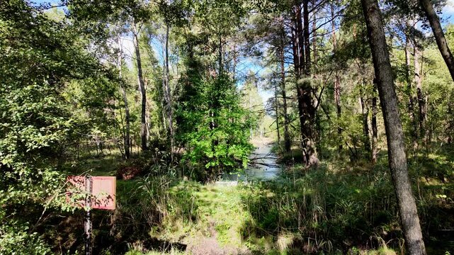 A beautiful real-time view of Poleski Park Narodowy in Poland during early autumn. The footage showcases the unique marshland ecosystem
