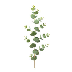 Obraz premium Green Eucalyptus Branch With Leaves