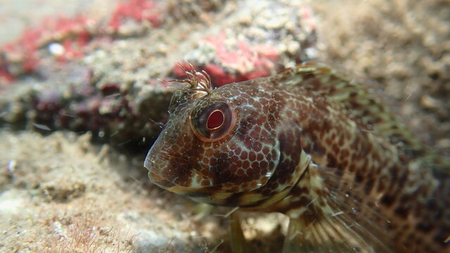 Ringneck blenny (Parablennius pilicornis) close-up undersea, Ligurian Sea, Italy, Imperia
