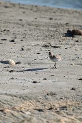 Small sandpiper standing on sandy beach shoreline