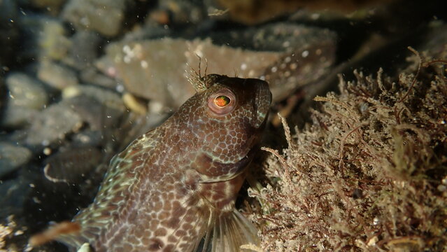 Ringneck blenny (Parablennius pilicornis) close-up undersea, Ligurian Sea, Italy, Imperia
