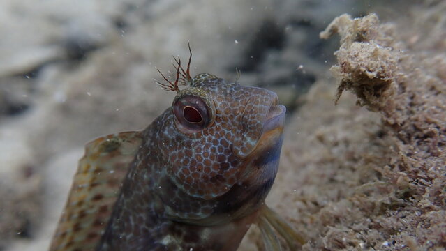 Ringneck blenny (Parablennius pilicornis) close-up undersea, Ligurian Sea, Italy, Imperia
