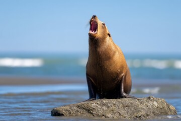 Fototapeta premium Roaring Sea Lion on Wet Coastal Rock with Vibrant Ocean Background
