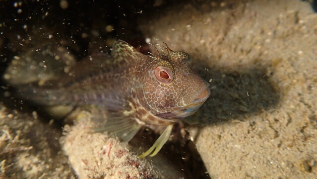 Ringneck blenny (Parablennius pilicornis) close-up undersea, Ligurian Sea, Italy, Imperia
