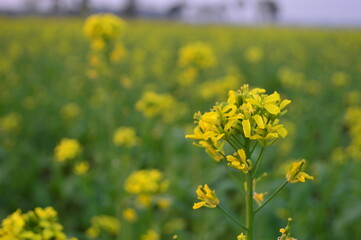 Obraz premium Bright Yellow Canola Field in Bloom Under Clear Sky – Vibrant Rural Landscape and Nature Scene