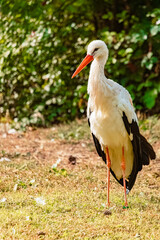 Fototapeta premium Ciconia ciconia, white stork, on a sunny summer day