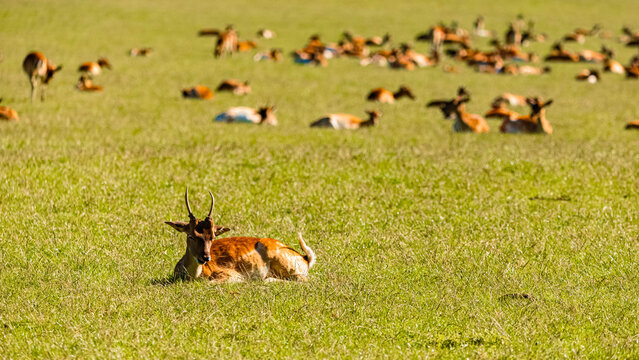 Dama dama, european fallow deer, on a sunny summer day